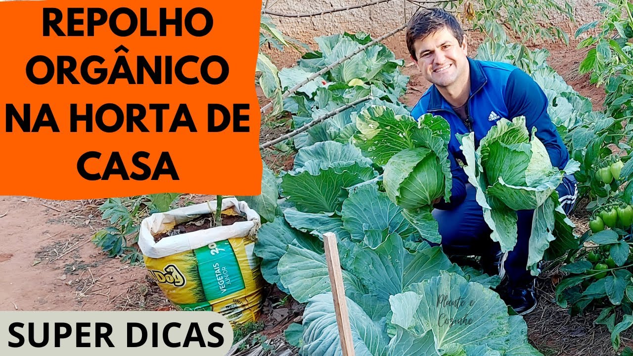 DICAS para PLANTAR  e colher MUITO REPOLHO no canteiro da FORMA CERTA e de forma orgânica! (Ep228)
