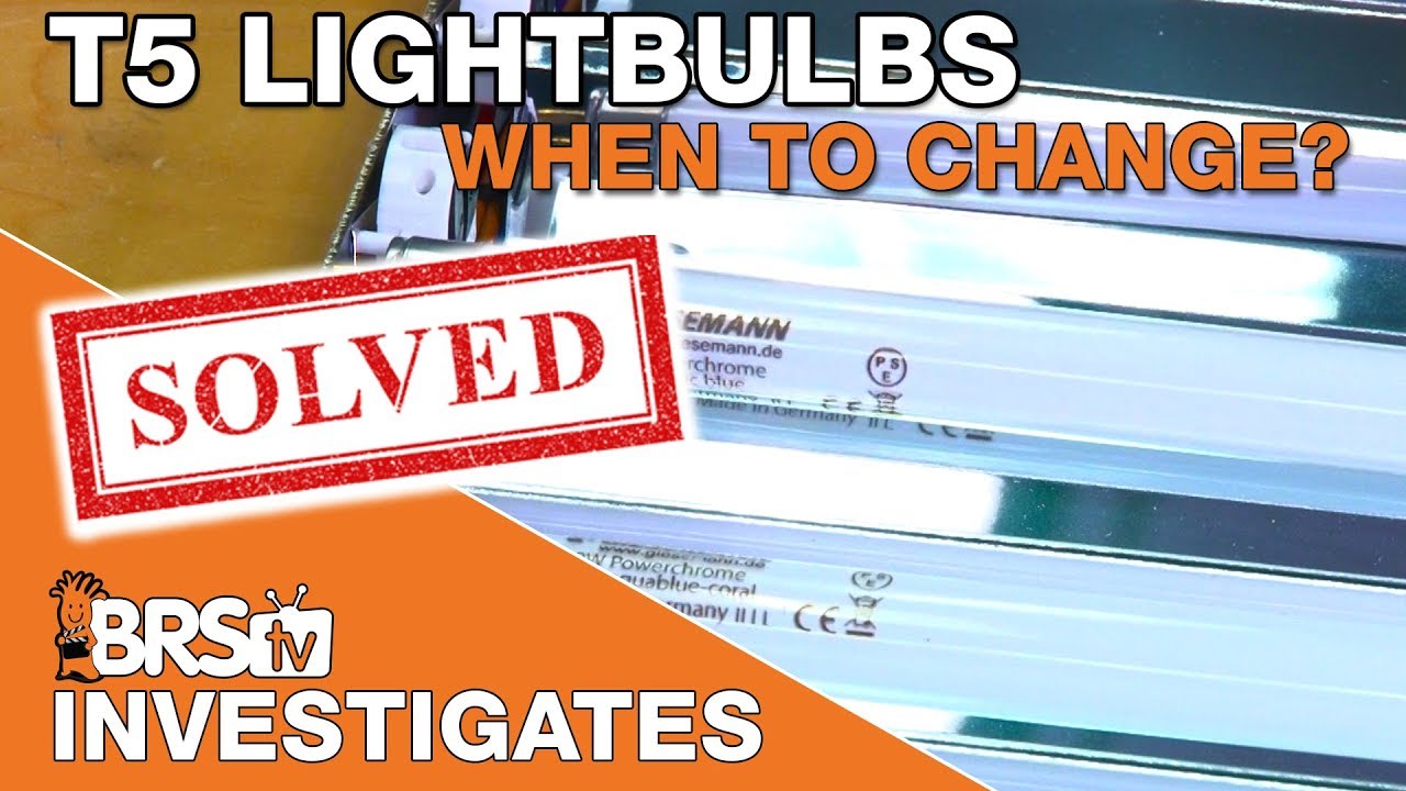 When do we REALLY need to change out T5 bulbs? Part II  | BRStv Investigates