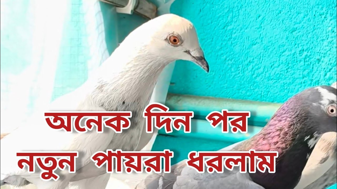 “Onk Din Por Notun Paira Dhorlam 😲🕊️”@MontuVlogs123 @mychoicepigeon 