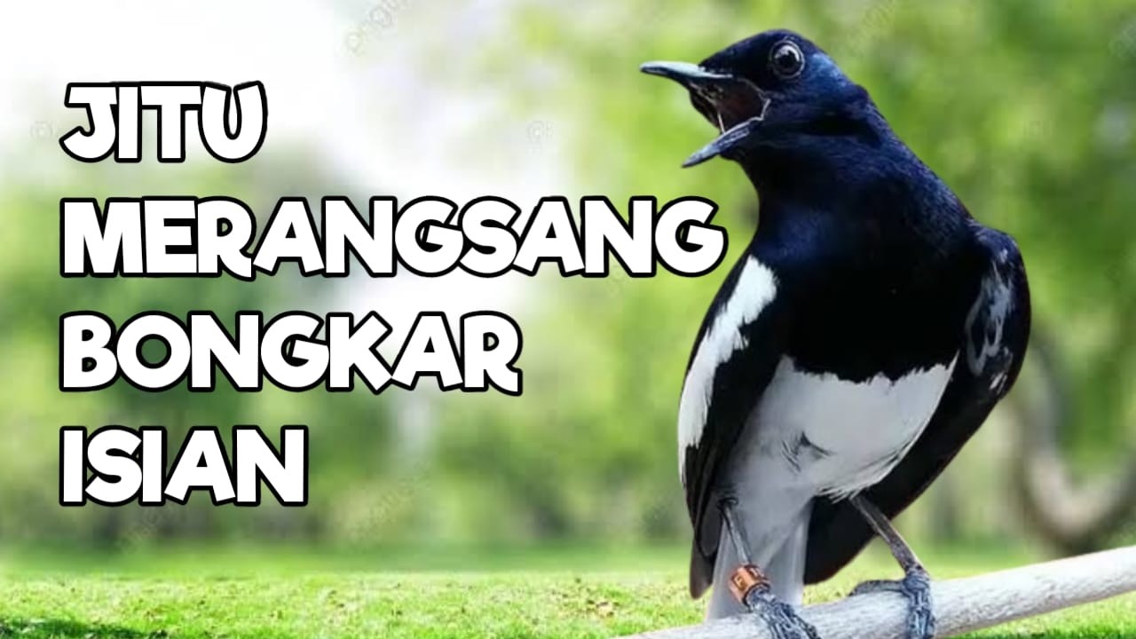 TERAPI KACER GACOR INI AMPUH ATASI KACER MACET BUNYI LANGSUNG NYAUT EMOSI CEPAT PANAS BUKA EKOR