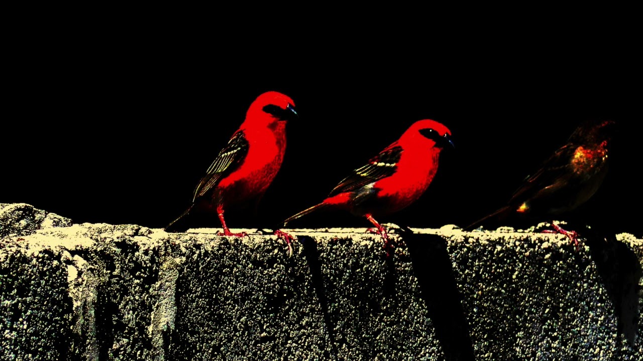 528 hz | love frequency | healing tone | bird sounds | meditation music
