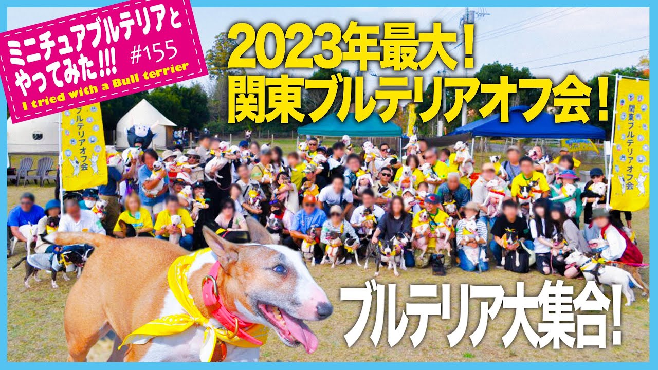 ブルテリア/2023年最大！ブルテリア大集合！関東ブルテリアオフ会.2023 Bull Terrier gathering! Kanto Bull Terrier Off Meeting.