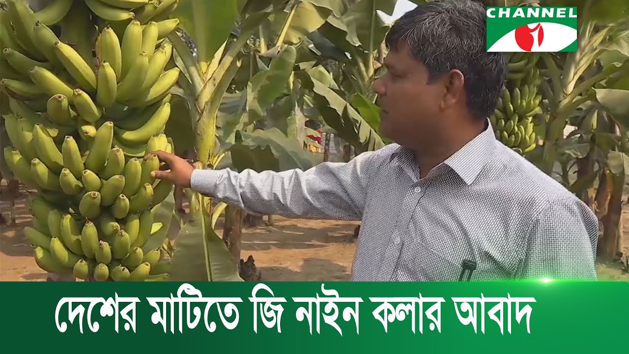 এবার দেশের মাটিতে জি নাইন কলার সফল আবাদ | Channel i News