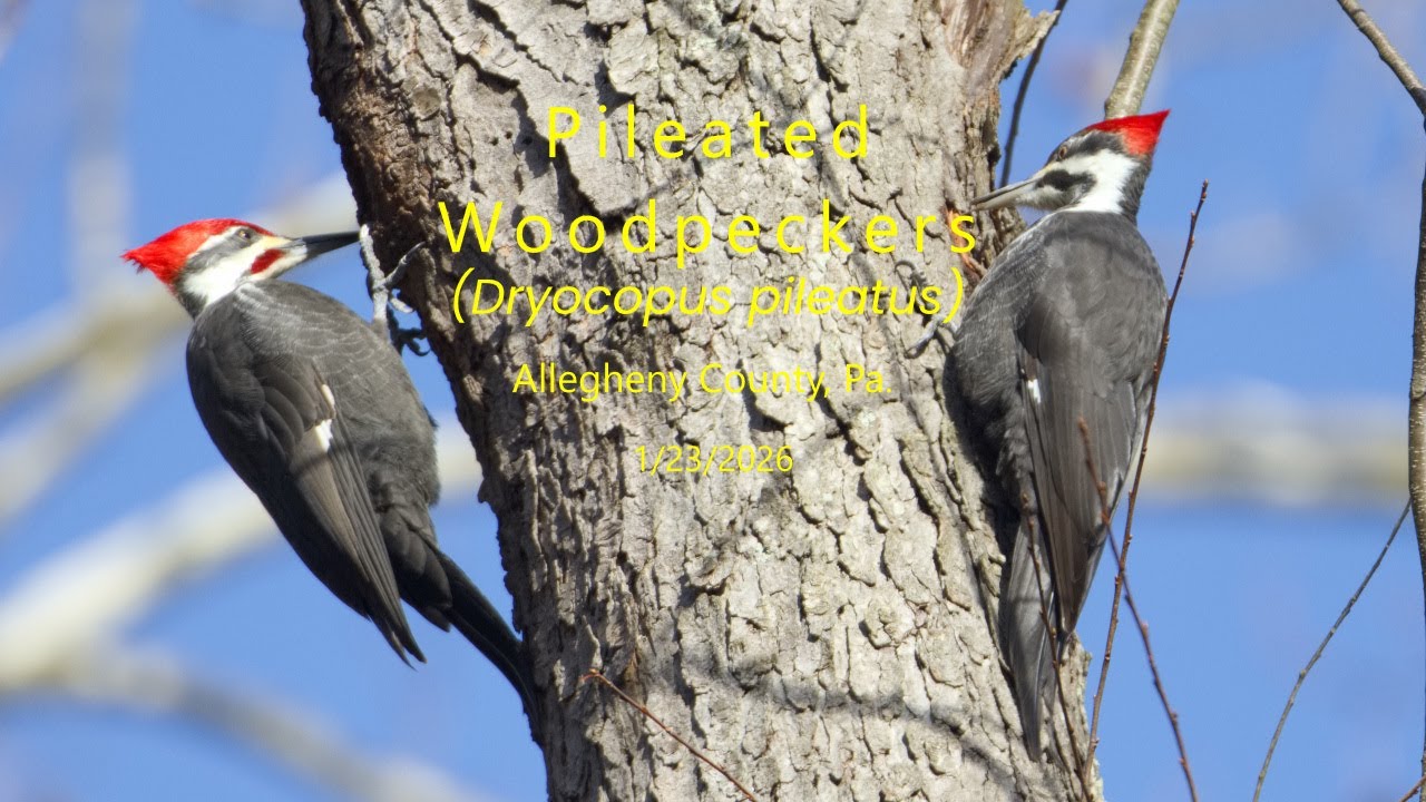 Pileated Woodpeckers 1|23|2026