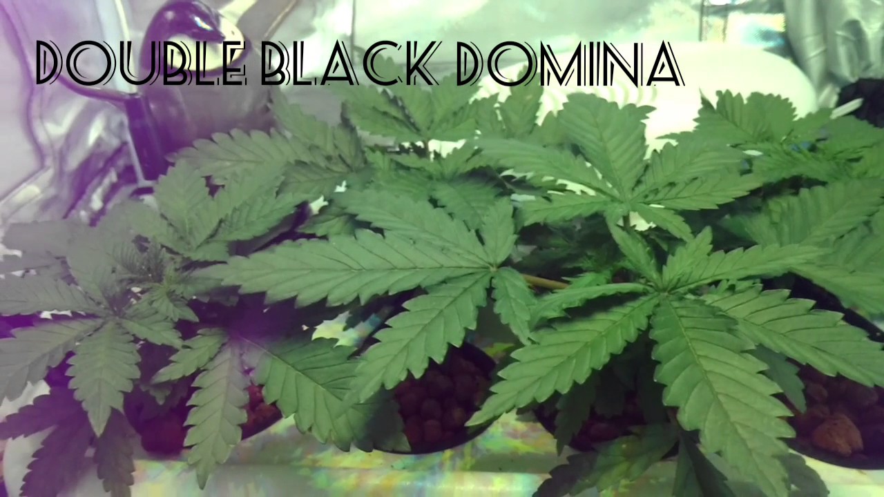 Double Black Domina Day 7 of Veg