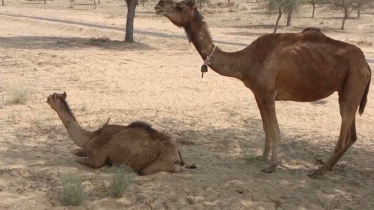 الجمل يقف على الطفل