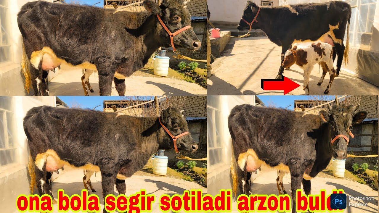 SAMARQAND YUQORI TURKMAN QISHLOG'I ONA BOLA SEGIR SOTILADI TEZ KURIG