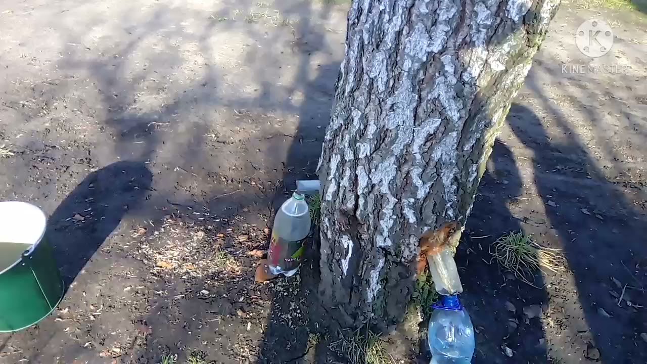 Збираємо березовий сік