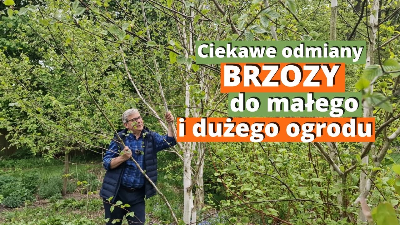 Ciekawe brzozy do małego i dużego ogrodu. Duże, średnie i małe. Purpurowe i o śnieżnobiałych pniach.