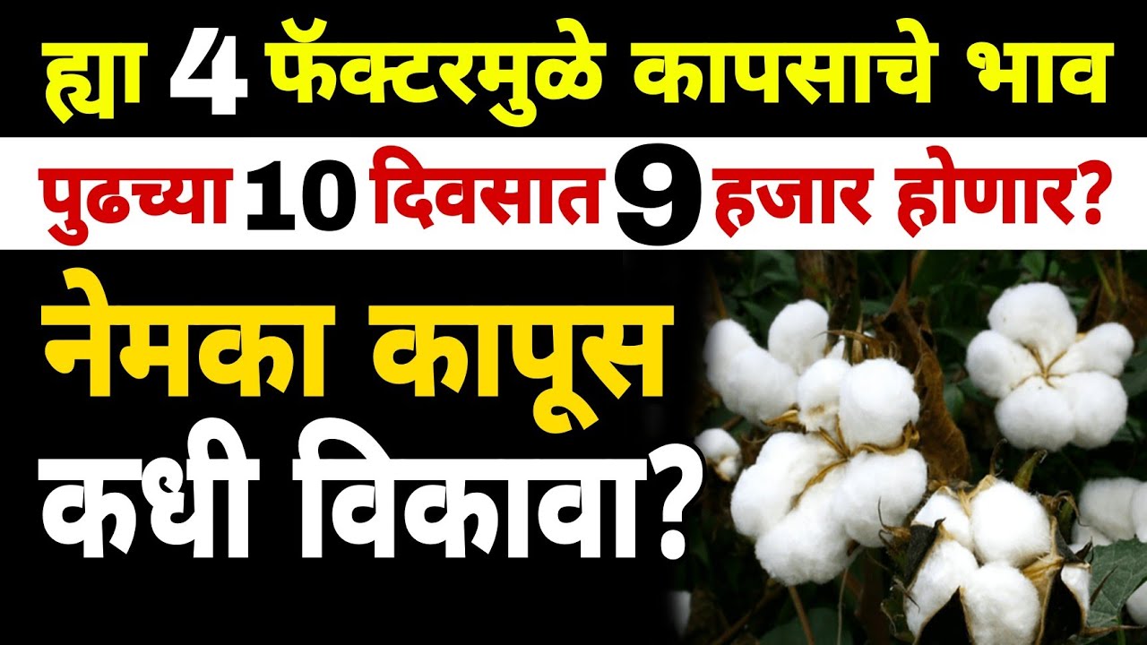 ह्या 4 गोष्टींमुळे कापसाचे भाव वाढणार? | Dnyaneshwar Kharat Patil