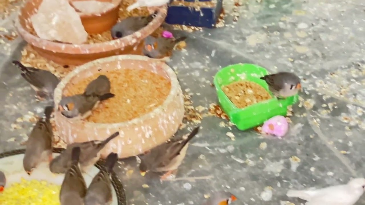 Finches,Budgies parrots and javas together