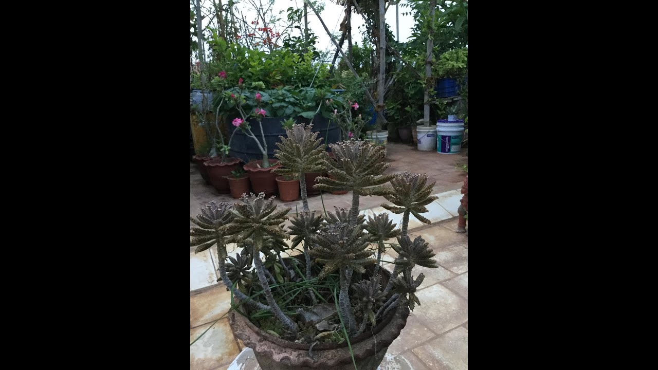 Terrace Garden Tour - Fruits and Vegetable garden