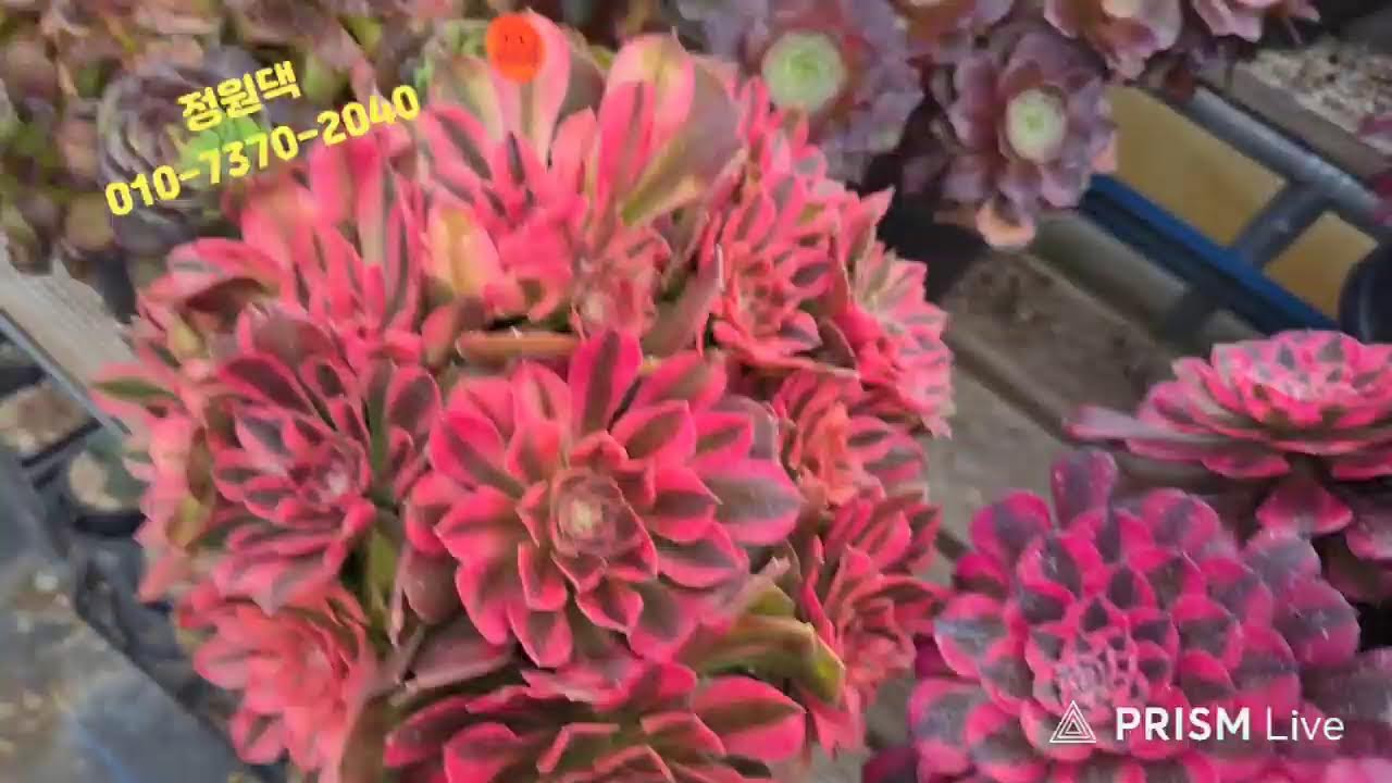 속초 정원다육 정원댁010.7370.2040