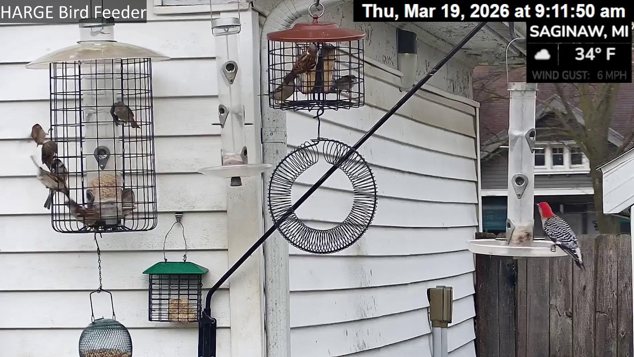 HARGE Bird Feeder
