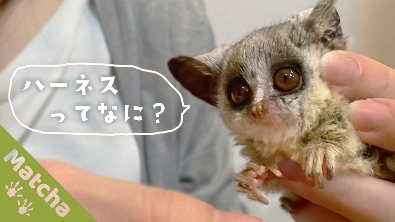 ショウガラゴの赤ちゃんとはじめてのハーネス練習