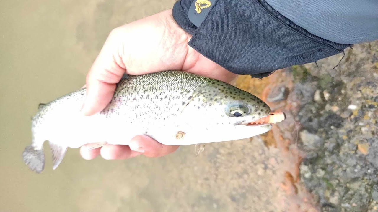 Пъстърви на силикон. Twich Fishing Lake част 1.