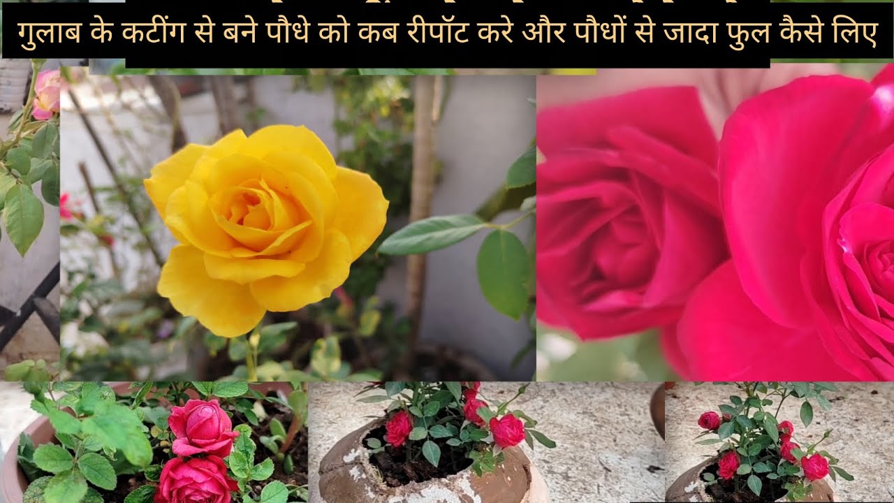 गुलाब के कटींग से बने पौधों को कब रीपॉट करे और छोटे पौधे पर जादा फुल कैसे लिये#gardening #plants#🌱🌱