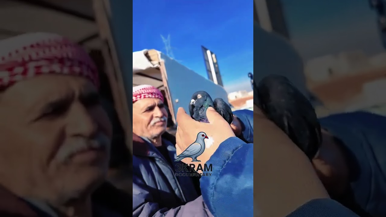 مجتمع الحميماتية بحلب: هوا وريش أورفلي بدنب ابيض سمبوسكة وقرقاطي دركزنلي بذرة بلدية: انواع الحمام