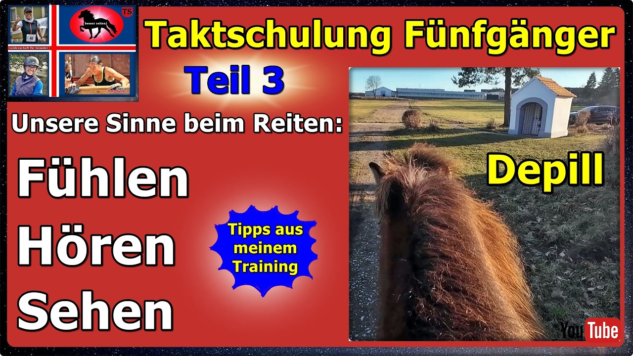 Taktschulung F&uuml;nfg&auml;nger Teil 3, F&uuml;hlen, H&ouml;ren, Sehen, Pferdetraining, Isl&auml;nder, Tanja Schienagel