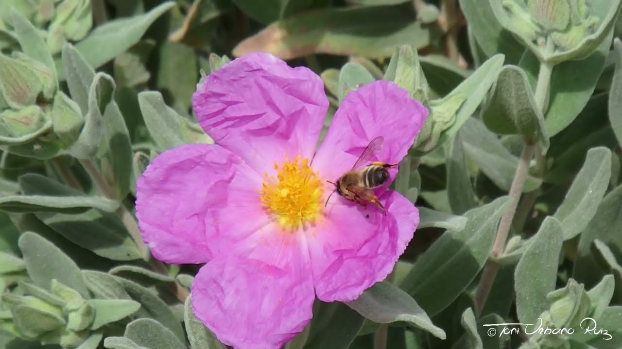 Abeja Mel&iacute;fera (Apis mellifera) 1