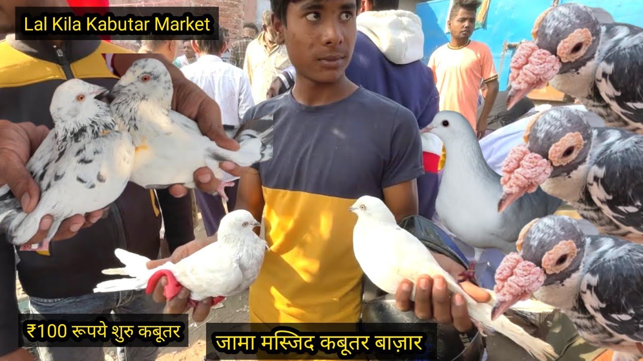 jama masjid kabootar market new video | lal kila kabutar market Delhi white pigeons