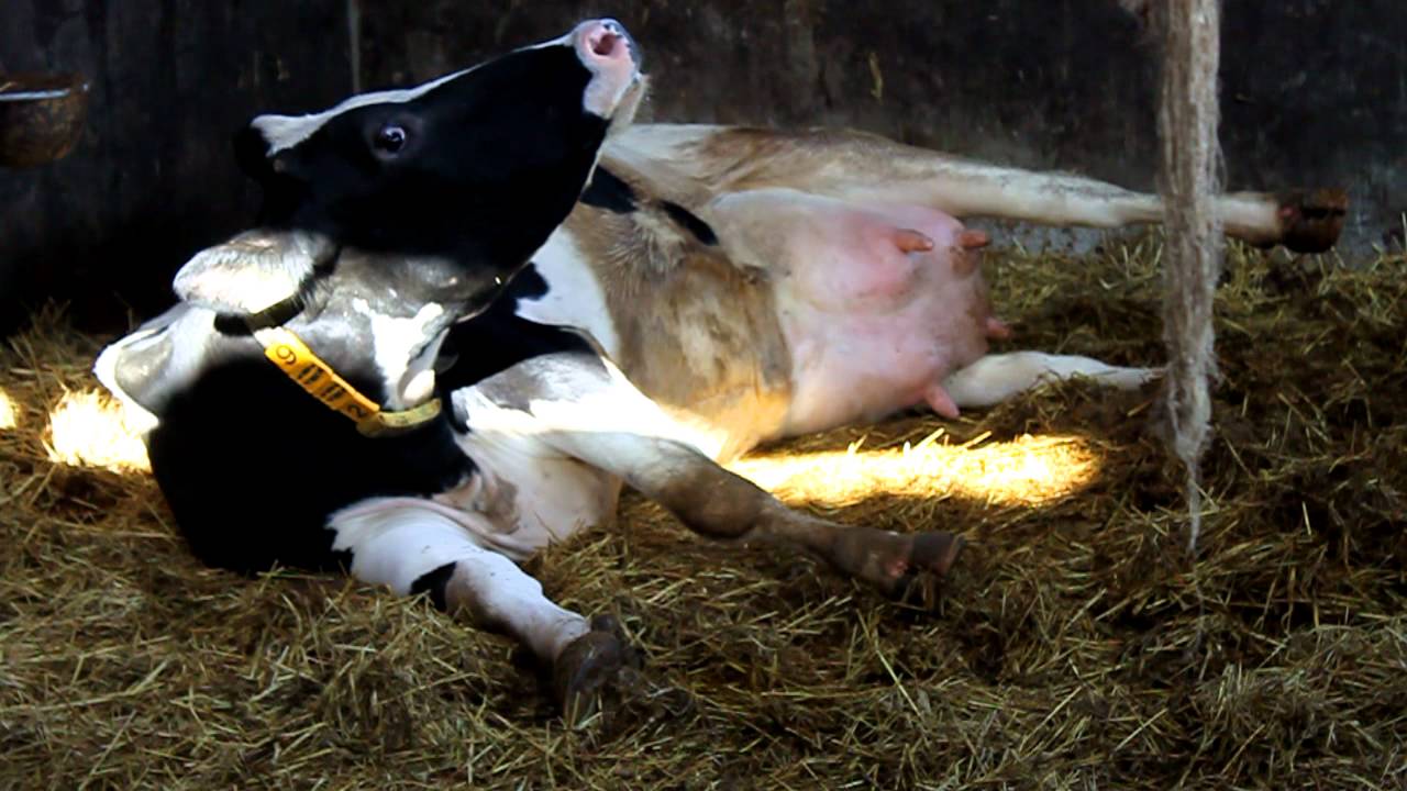 afkalven bij bondairy