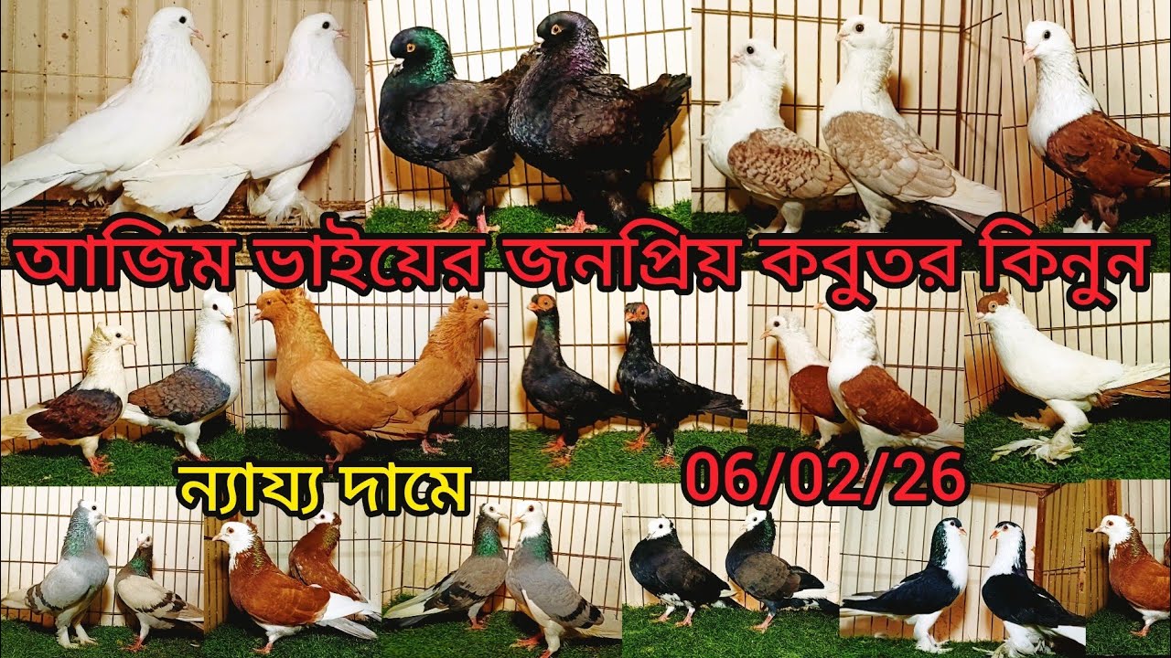 আজিম ভাইয়ের জনপ্রিয় কবুতর কিনুন ন্যায্য দাম | pigeon video | কবুতর |