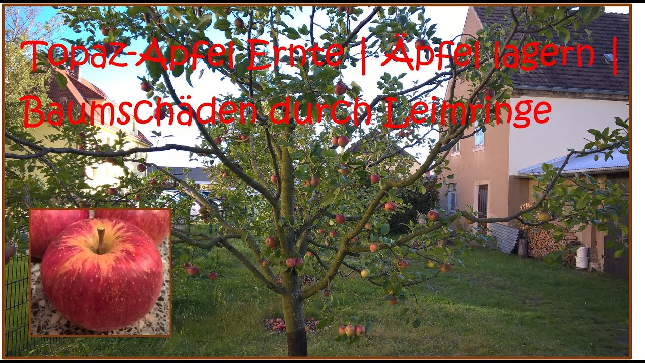 Topas Apfel ernten | Baumsch&auml;den durch Leimringe | &Auml;pfel lagern
