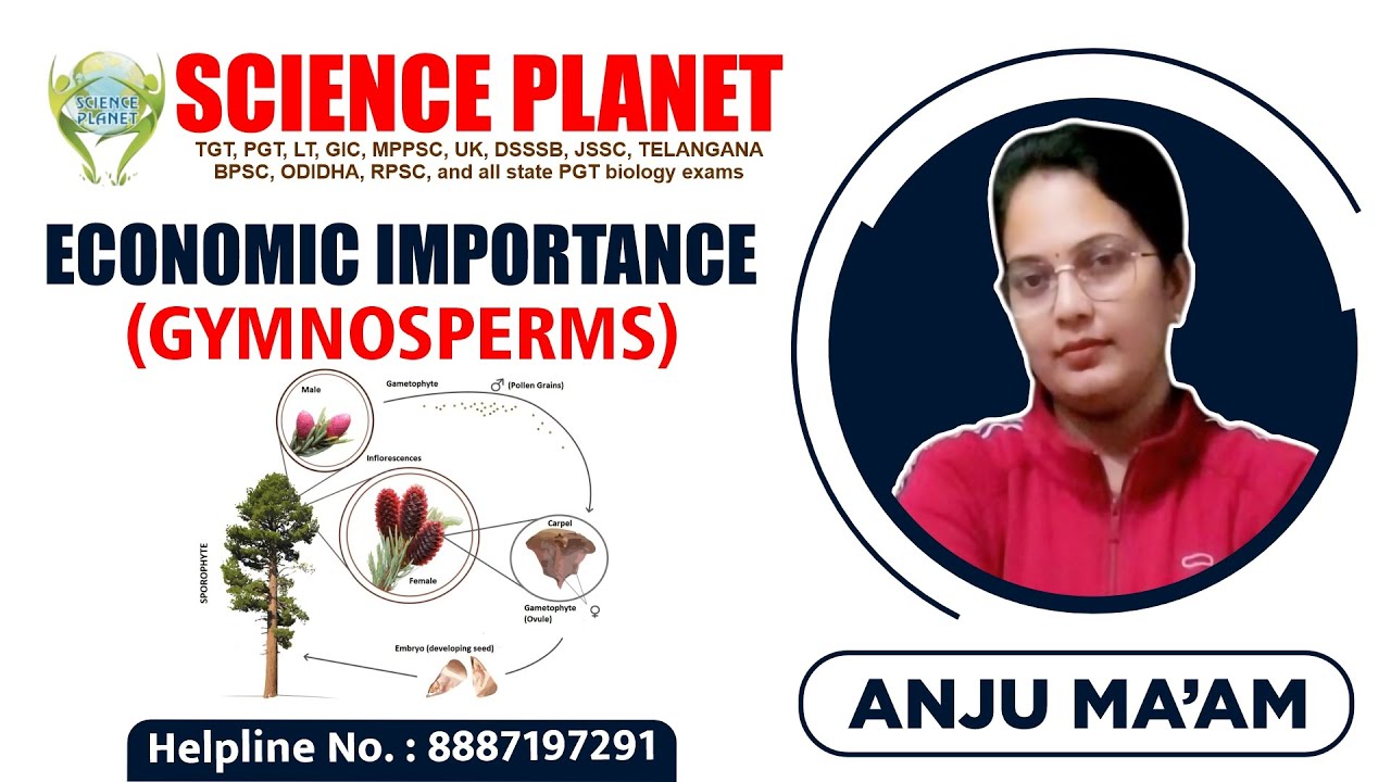Economic Importance (Gymnosperms) Explain by Anju Mam of Science Planet!