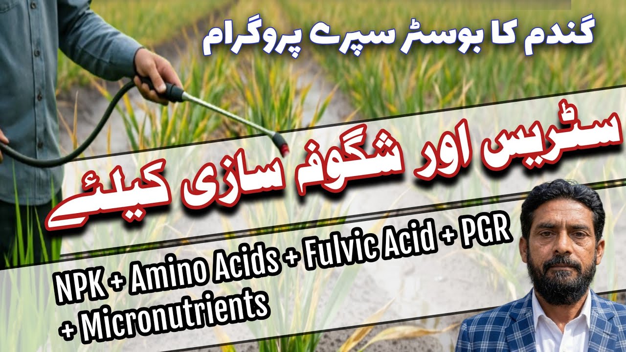 Wheat yellowing after first irrigation| How to increase tillering of wheat crop. 
