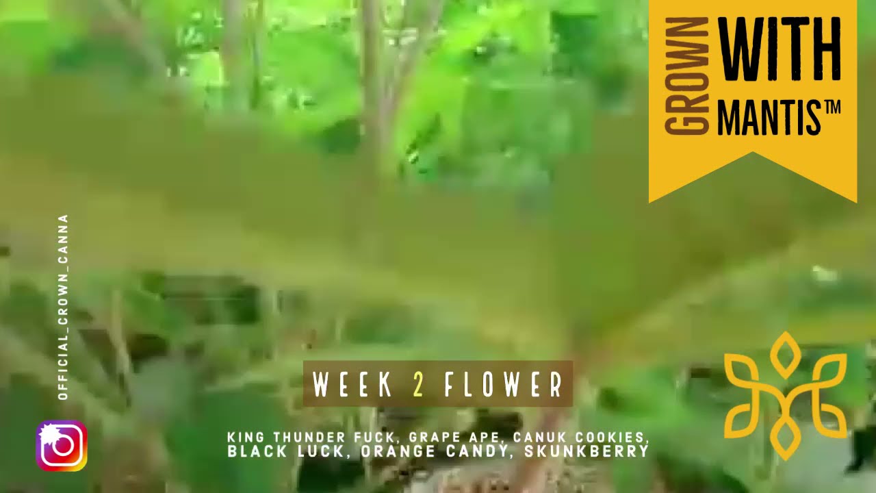 Week 2 Flower With MANTIS&trade; By CanGenX Biotech
