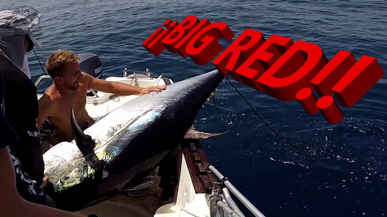 ATÚN ROJO 155k a Brumeo. Big Red Drifting