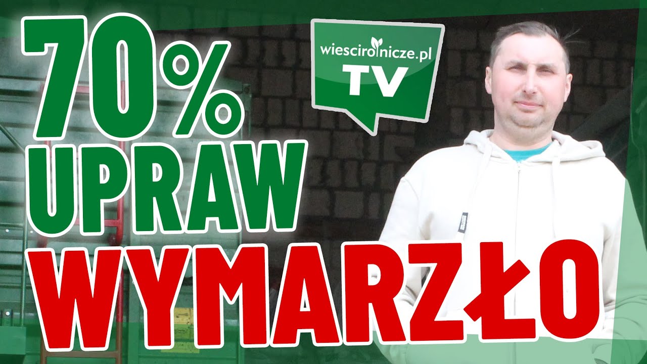 150 hektarów. 2 tys. warchlaków. Ubezpieczenie pokryło koszty założenia nowej plantacji