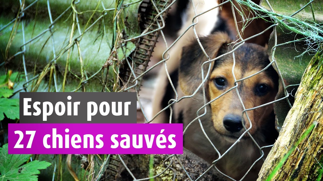 27 chiens vivaient dans une cour remplie d’excréments et d’objets tranchants