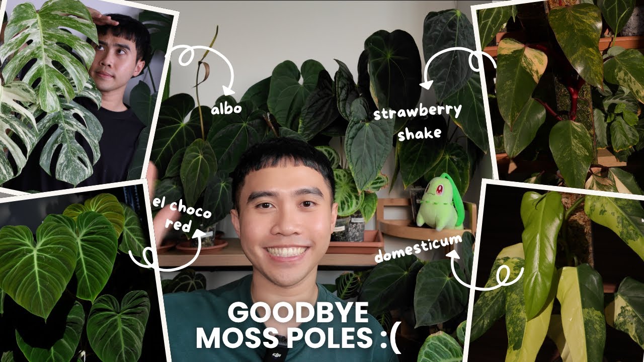 My Moss Pole Era Is Over — It Was Beautiful While It Lasted 💚