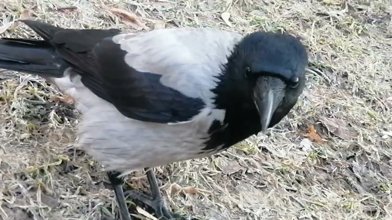 Ворона Герц и толпа молодёжи / Adult crow Herz and a bunch of youngsters 