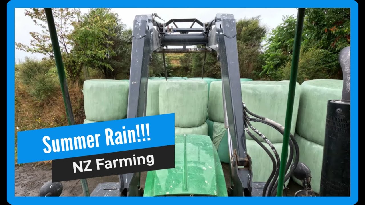 Dairy farming- Heavy rain fell while our cows were grazing pasture outside in the fields/paddocks.