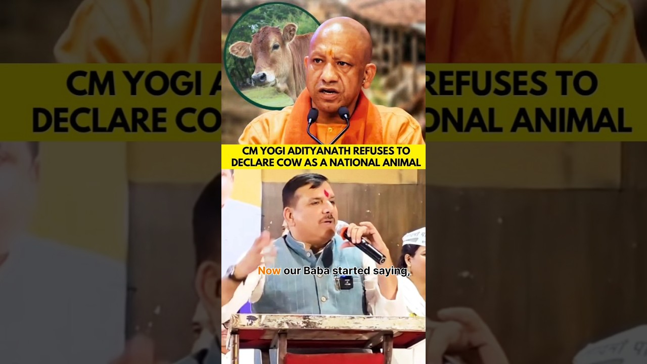 🚨The Debate Over Cow Protection Continues🚨 #sanjaysingh