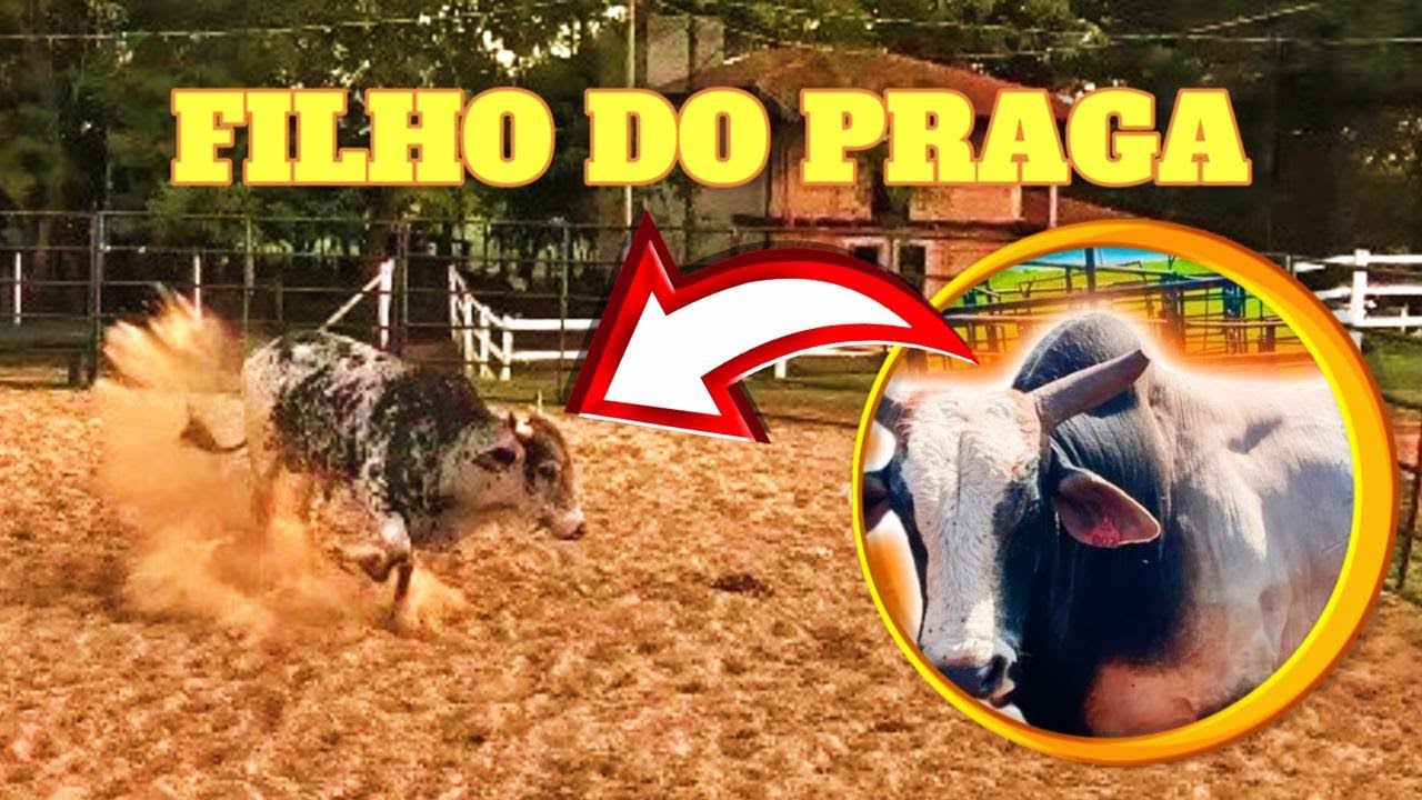BOI NOVO QUE NÃO PULA, FAÇA ISSO ANTES DE DESCARTAR