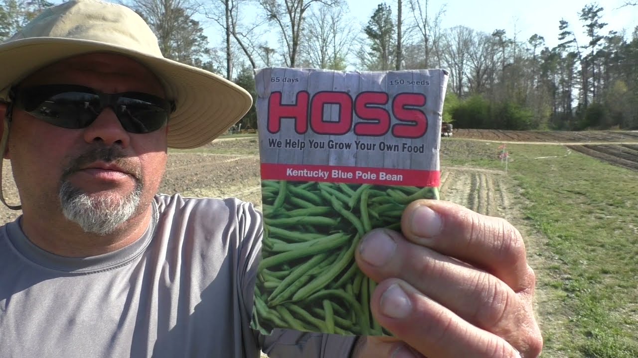 Planting Kentucky Blue Pole beans | Fresh green beans | Its garden season !