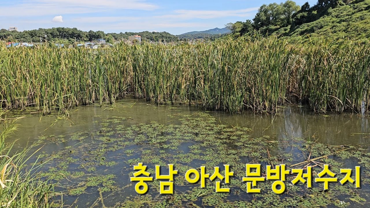 환상적인 부들병풍 포인트!! 대물들이 쏟아 지기 시작!! 충남 아산 문방지 붕어낚시!!