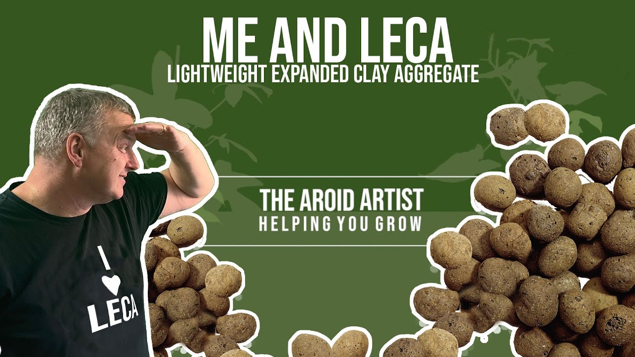 HOW TO USE LECA Lightweight Expanded Clay Aggregate for planting Aroids