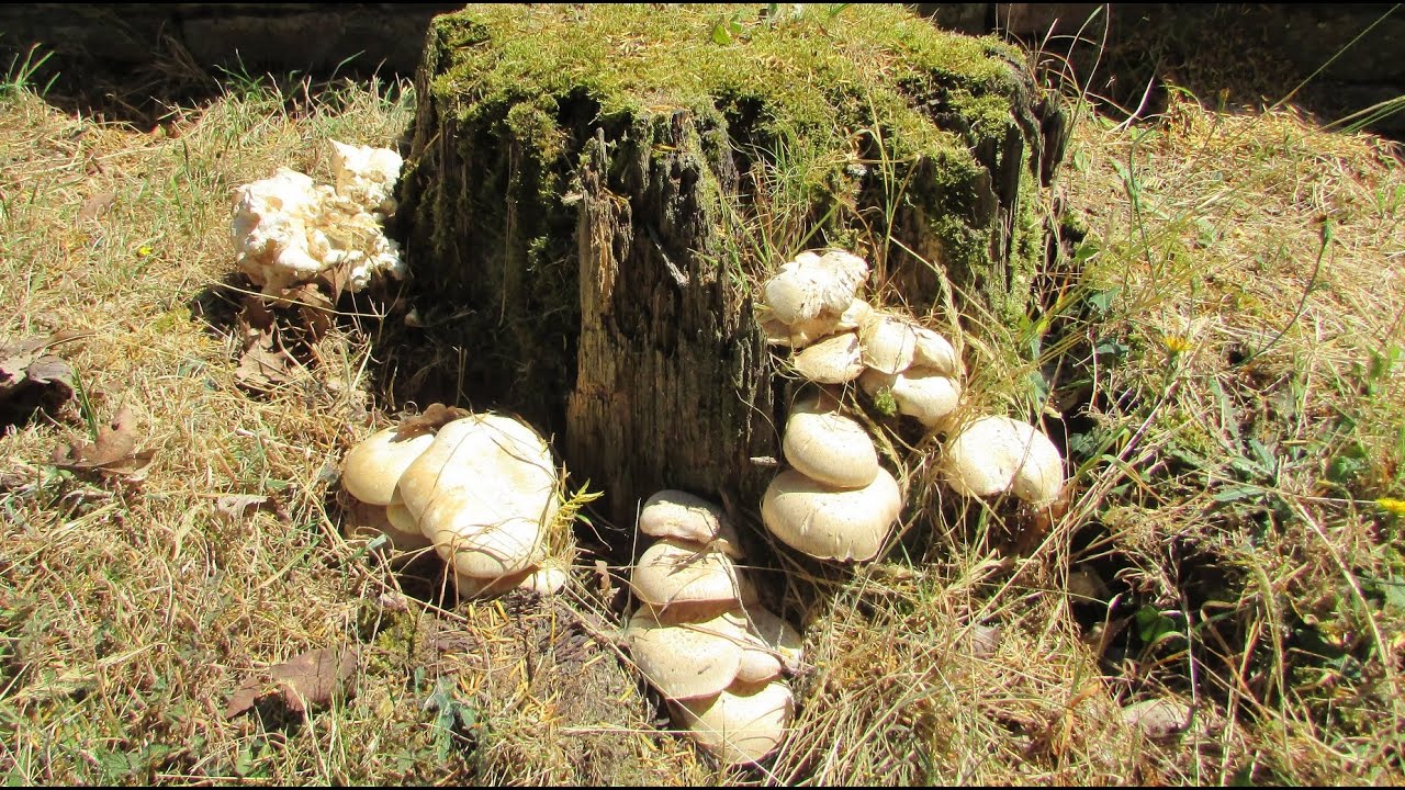 The Train Wrecker Mushroom, Neolentinus lepideus