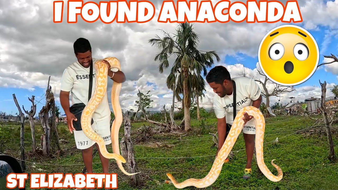MASSIVE PYTHON ENCOUNTER IN ST ELIZABETH, JAMAICA!!!