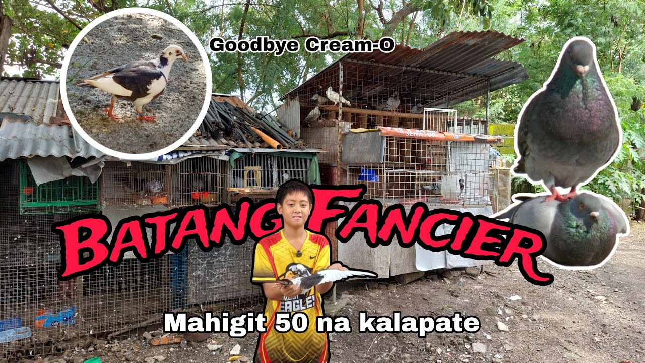 Batang Fancier ng Pampanga mahigit 50 ang kalapate, binigay kona paborito kong kalapate
