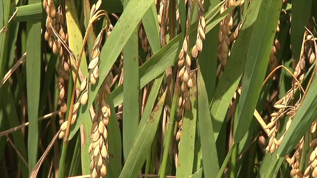 Rice Blast in Allen Parish