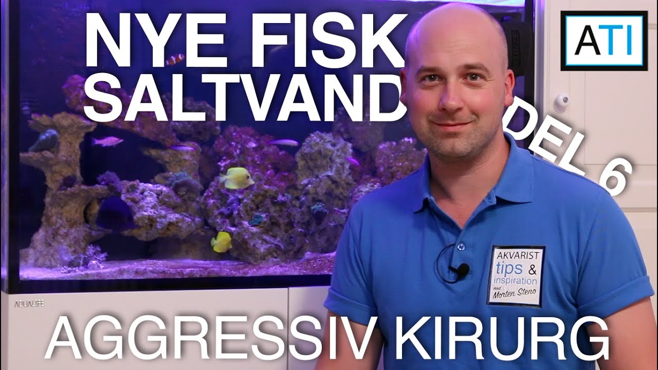 Aggressiv gul kirurg, flere saltvandsdyr og opsummering (Saltvand 330L - del 6)