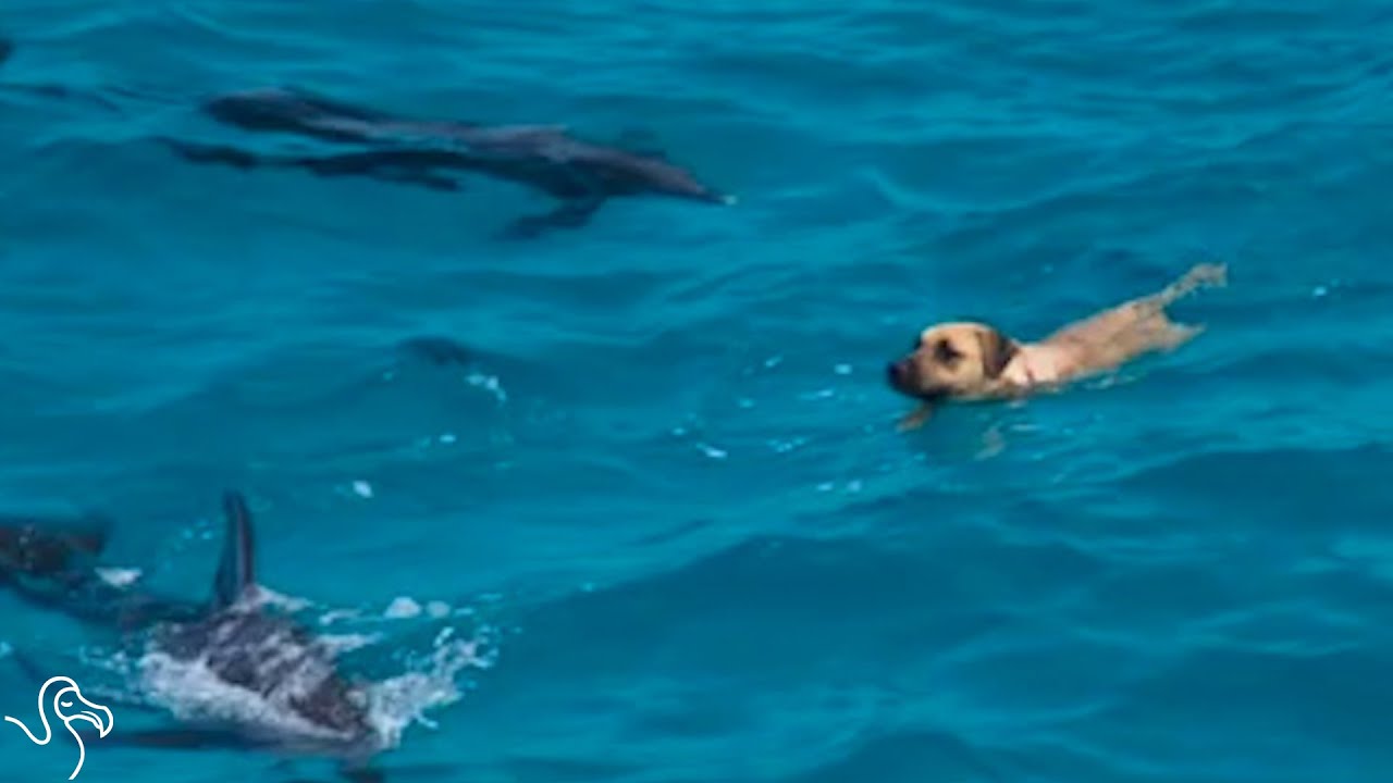 Dog Swims With Dolphins &mdash; And Then Decides He's A Dolphin Too