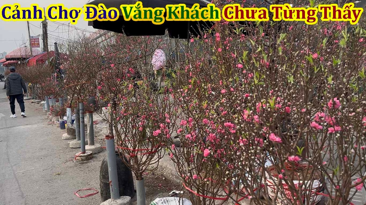 Toàn Cảnh Chợ Hoa Hậu Nhật Tân Vắng Khách Chưa Từng Thấy