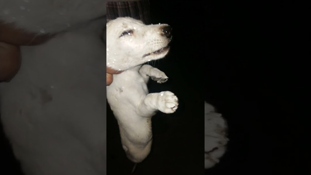 😭😭spiky no more 💔💔😭 died due to Parvo disease 🦟